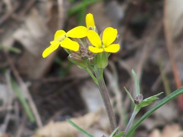 Etna - Erysimum bonannianum / Violaciocca di Bonanno